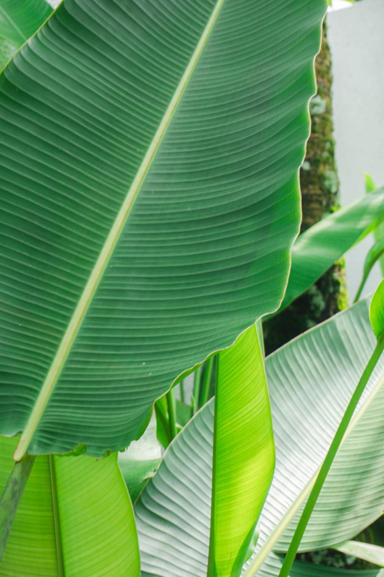 Tannari Villa Ubud Eksteriør bilde